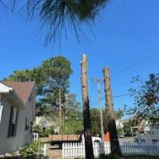 Pine-Tree-Removals-in-Oxford-MD 0